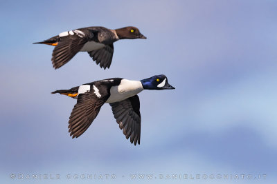 Barrow's Goldeneye (Bucephala islandica)