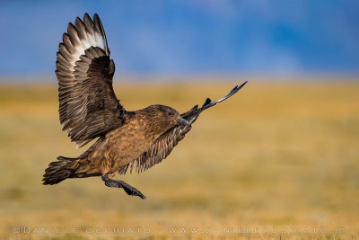 Great Skua (Catharacta skua)