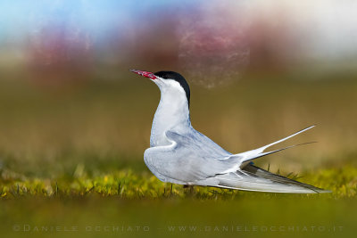 Arctic Tern (Sterna paradisaea)