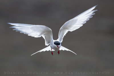 Arctic Tern (Sterna paradisaea)