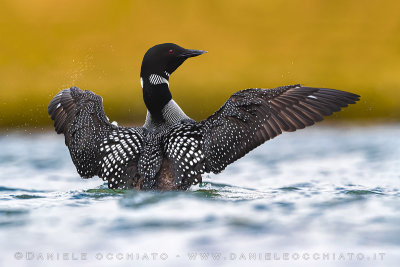 Great Northern Diver (Gavia immer)
