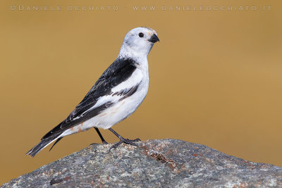 Snow Bunting (Plectrophenax nivalis insulae)