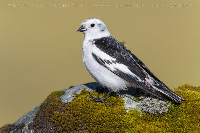 Snow Bunting (Plectrophenax nivalis insulae)