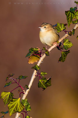 Zitting Cisticola (Cisticola juncidis)