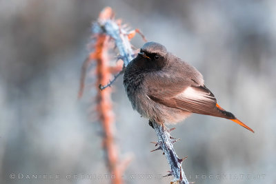 Black Redstart (Phoenicurus ochruros gibralatriensis)