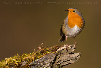 European Robin (Erithacus rubecula)