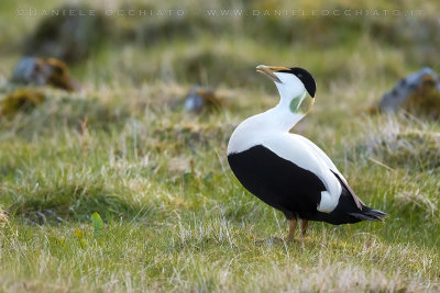 Common Eider (Somateria mollissima borealis)