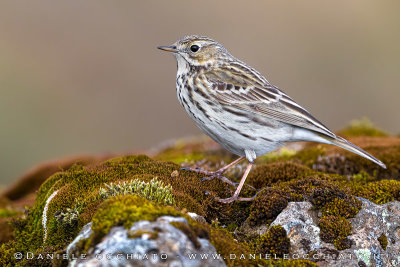 Meadow Pipit (Anthus pratensis)