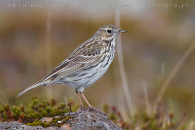 Meadow Pipit (Anthus pratensis)