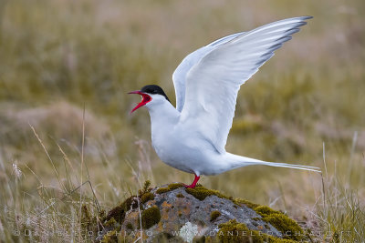 Arctic Tern (Sterna paradisaea)