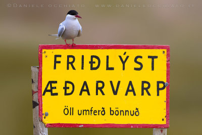 Arctic Tern (Sterna paradisaea)