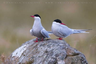 Arctic Tern (Sterna paradisaea)