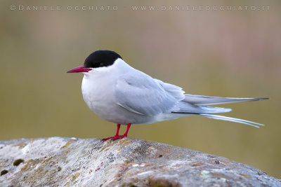 Arctic Tern (Sterna paradisaea)