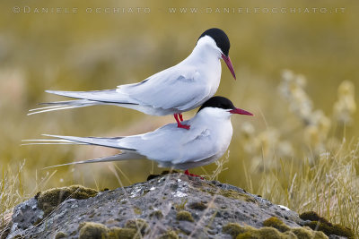 Arctic Tern (Sterna paradisaea)