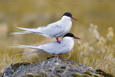 Arctic Tern (Sterna paradisaea)