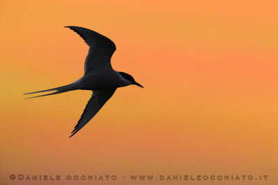 Arctic Tern (Sterna paradisaea)