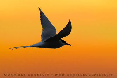 Arctic Tern (Sterna paradisaea)