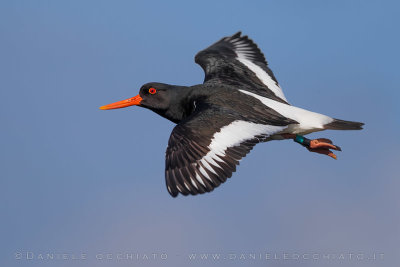 Eurasian Oystercatcher (Haematopus ostralegus)