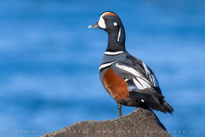 Harlequin Duck (Histrionicus histrionicus)