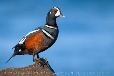 Harlequin Duck (Histrionicus histrionicus)