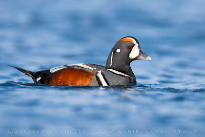 Harlequin Duck (Histrionicus histrionicus)