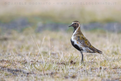 Eurasian Golden Plover (Pluvialis apricaria altifrons)