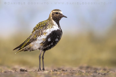 Eurasian Golden Plover (Pluvialis apricaria altifrons)