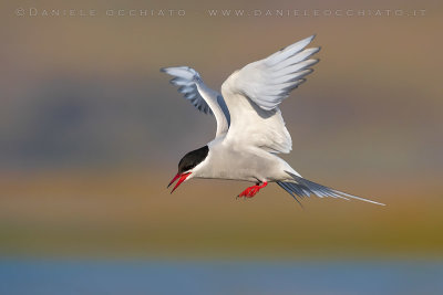 Arctic Tern (Sterna paradisaea)