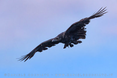 Common Raven (Corvus corax varius)