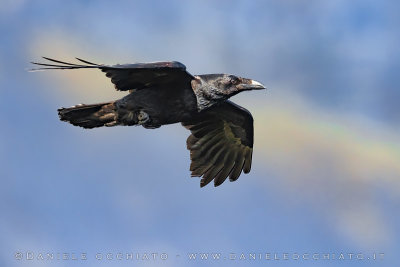 Common Raven (Corvus corax varius)