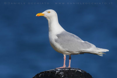 Glaucous Gull (Larus hyperboreus leuceretes)