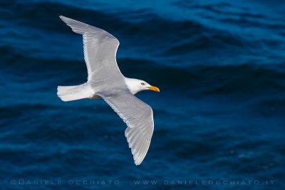 Glaucous Gull (Larus hyperboreus leuceretes)