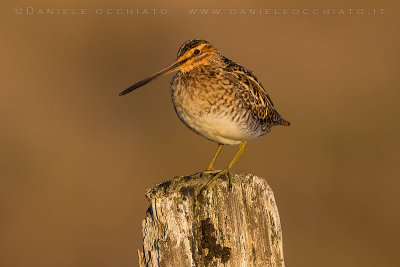 Common Snipe (Gallinago gallinago faeroeensis)