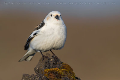 Snow Bunting (Plectrophenax nivalis insulae)