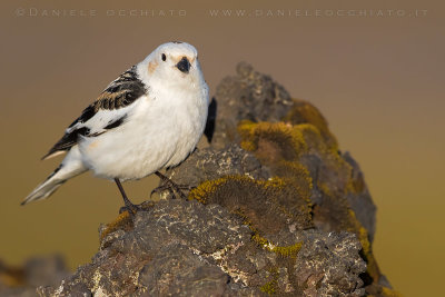 Snow Bunting (Plectrophenax nivalis insulae)