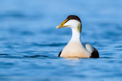 Common Eider (Somateria mollissima borealis)