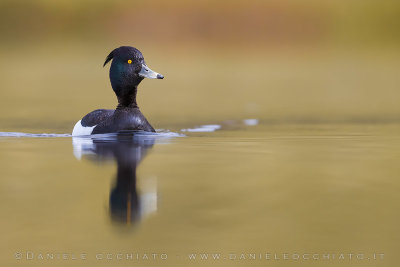 Tufted Duck (Aythya fuligula)