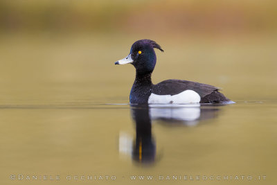 Tufted Duck (Aythya fuligula)