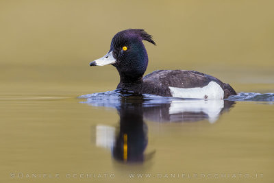 Tufted Duck (Aythya fuligula)