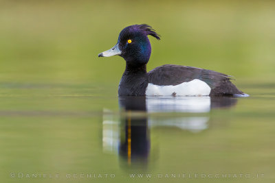 Tufted Duck (Aythya fuligula)