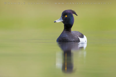 Tufted Duck (Aythya fuligula)