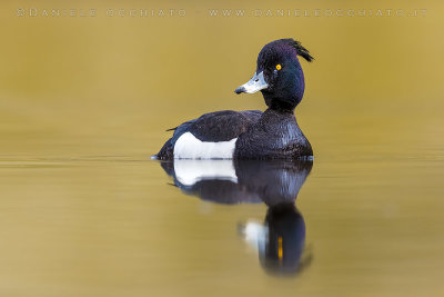 Tufted Duck (Aythya fuligula)
