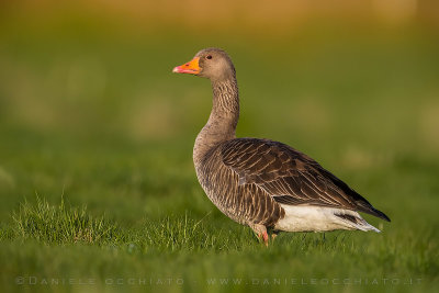Western Greylag Goose (Anser anser anser)