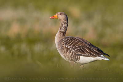 Western Greylag Goose (Anser anser anser)