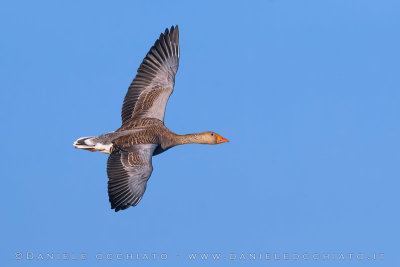 Western Greylag Goose (Anser anser anser)