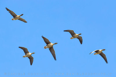 Pink-footed Goose (Anser brachyrhynchus)