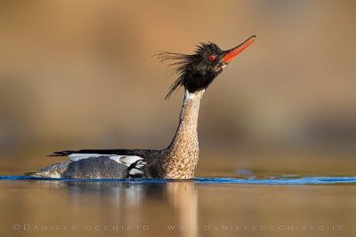 Red-breasted Merganser (Mergus serrator)