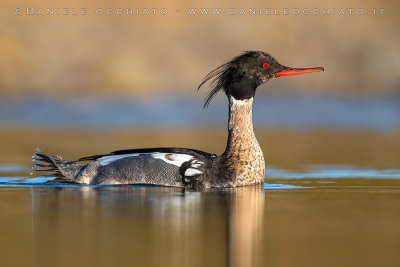 Red-breasted Merganser (Mergus serrator)