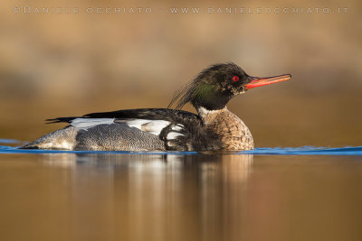 Red-breasted Merganser (Mergus serrator)