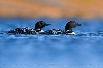 Great Northern Diver (Gavia immer)